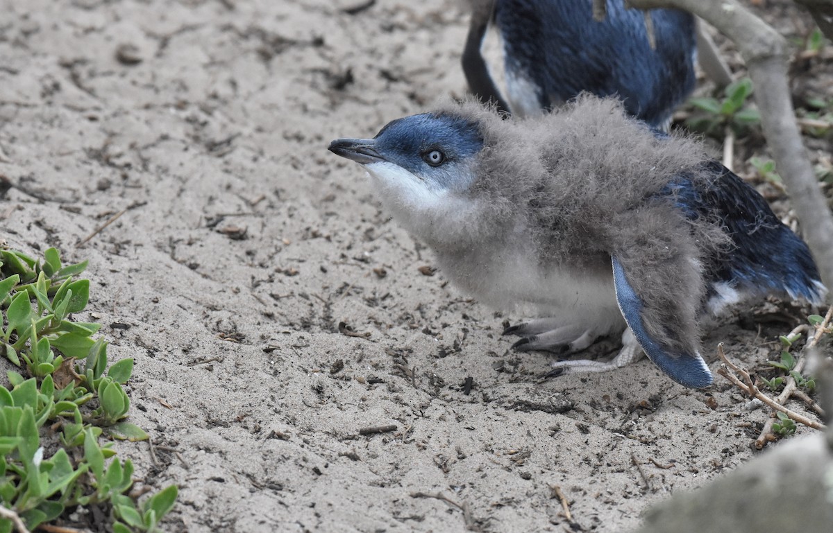 コビトペンギン - ML147358201