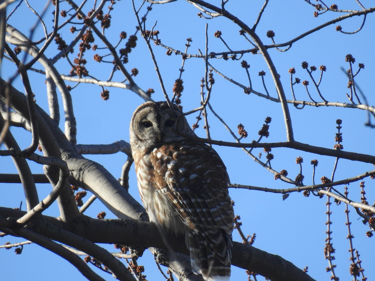 Barred Owl - ML147358531