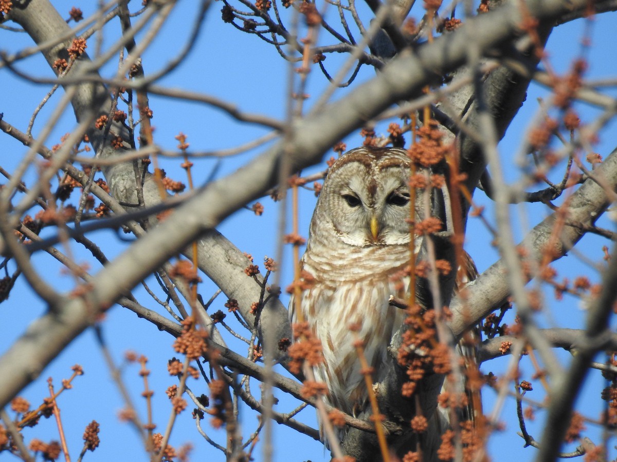 Barred Owl - ML147358541