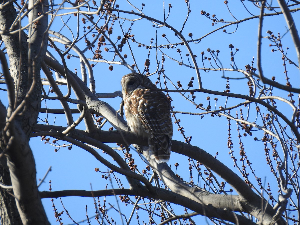 Barred Owl - ML147358581