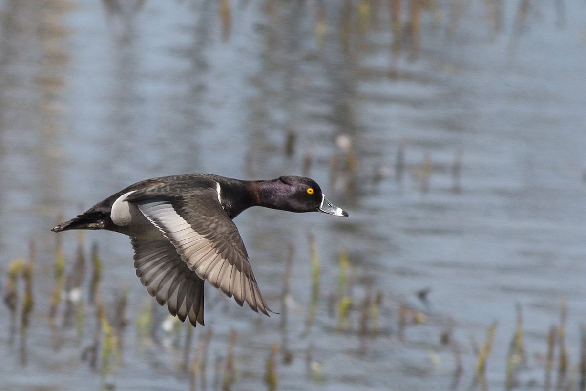 Ring-necked Duck - Naseem Reza
