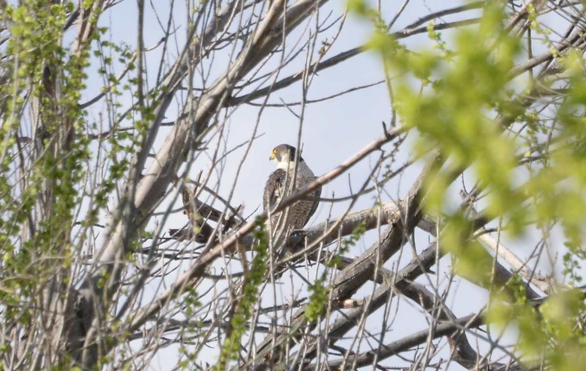 Peregrine Falcon - ML147359831