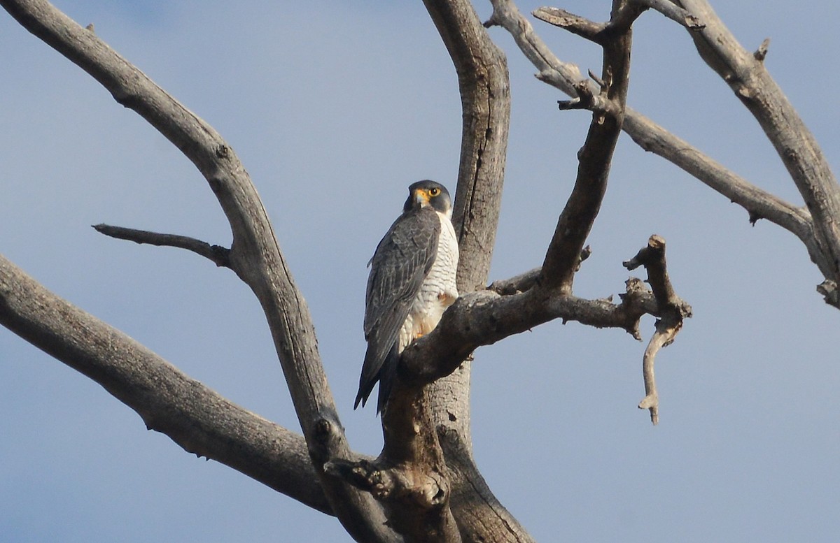 Peregrine Falcon - Bill Telfair