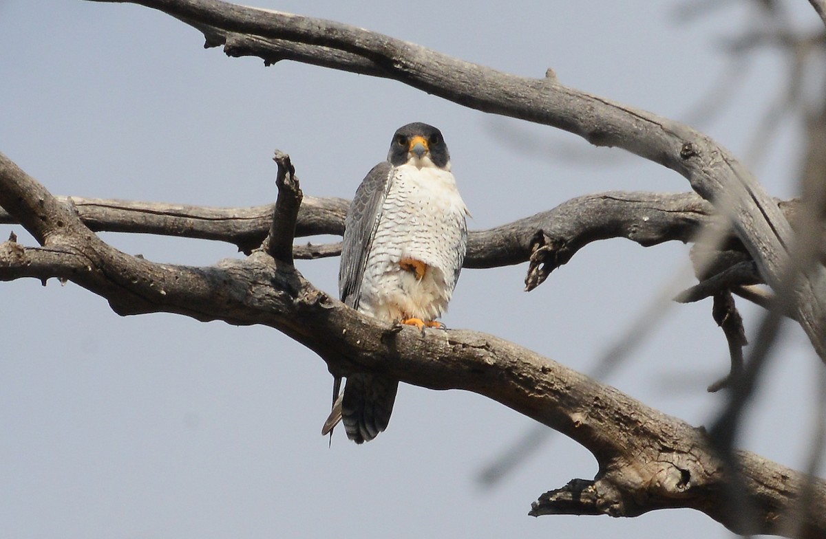 Peregrine Falcon - ML147359851