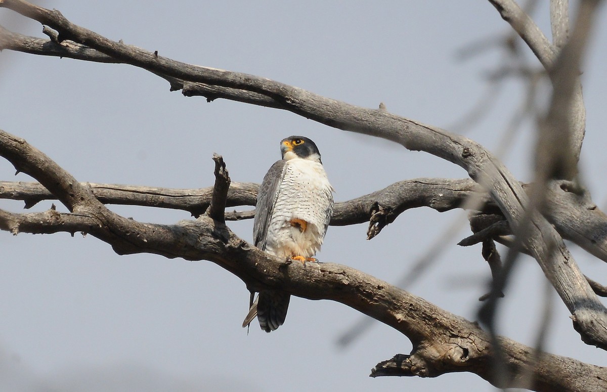 Peregrine Falcon - ML147359861