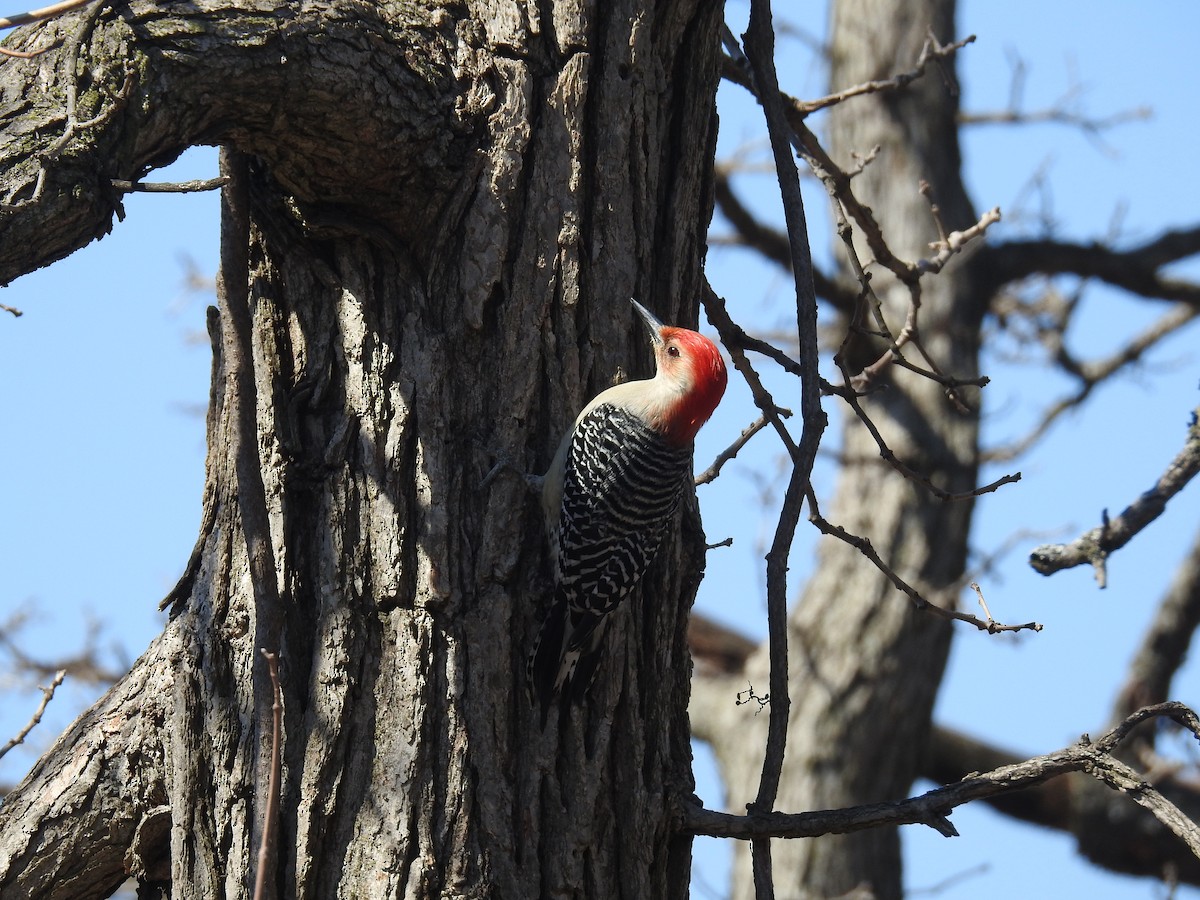 Red-bellied Woodpecker - Simon Tolzmann