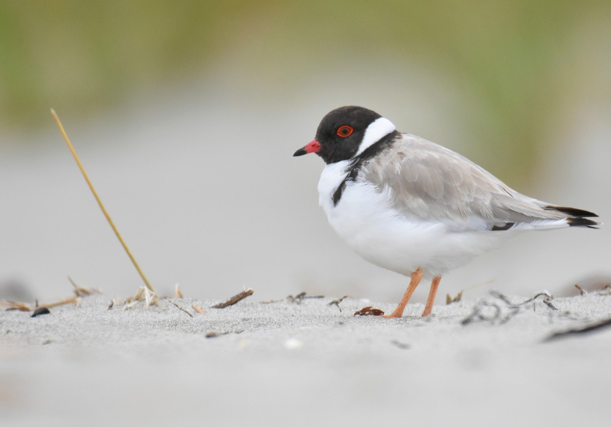 Hooded Plover - Jason Vassallo