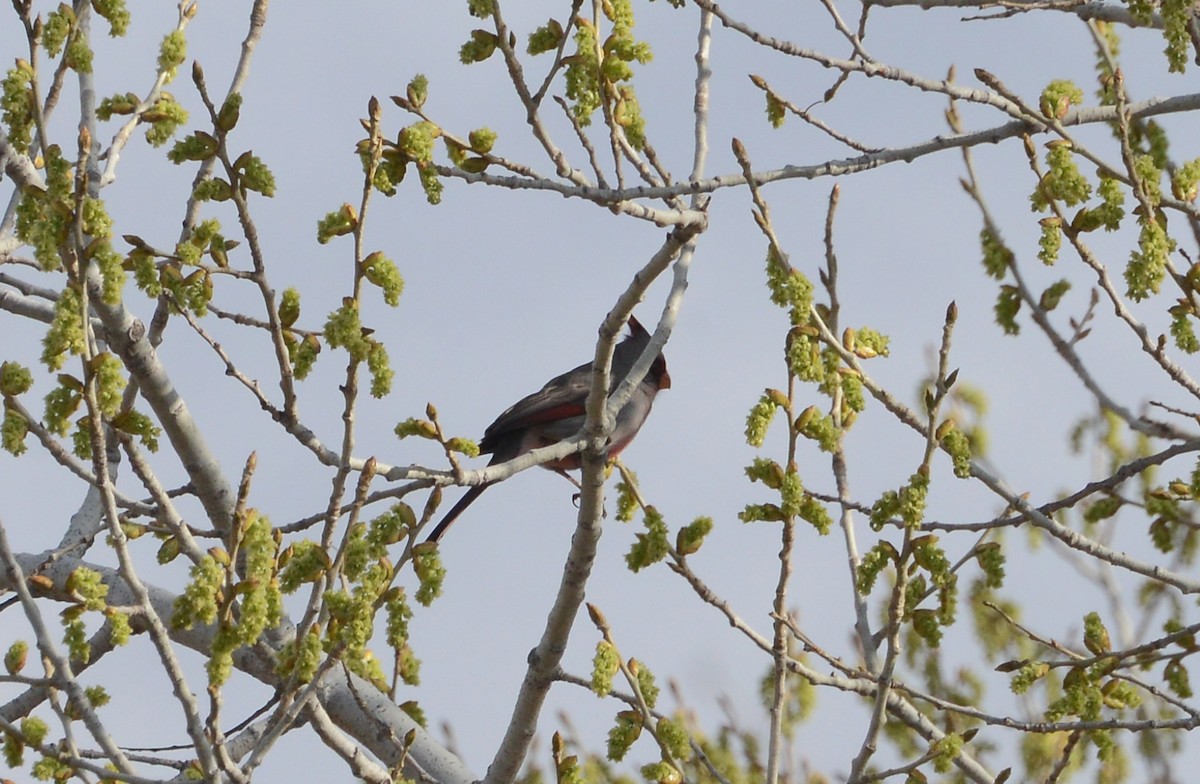 Pyrrhuloxia - ML147360181