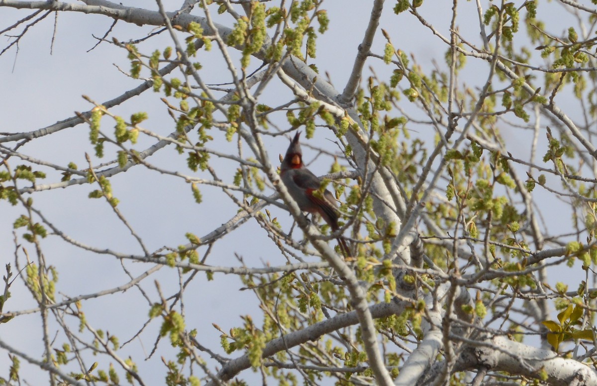 Cardinal pyrrhuloxia - ML147360191