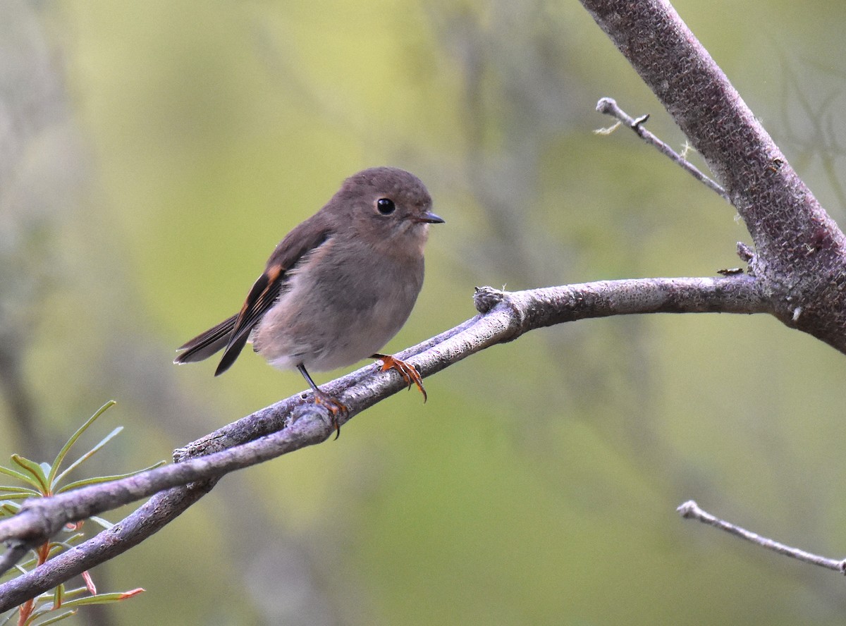 Pink Robin - ML147361221