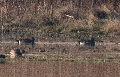 Eurasian Wigeon - Cameron Cox