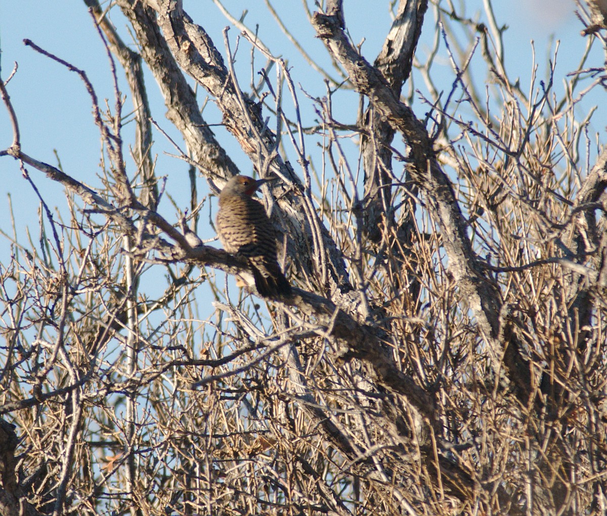 Northern Flicker (Red-shafted) - ML147363191