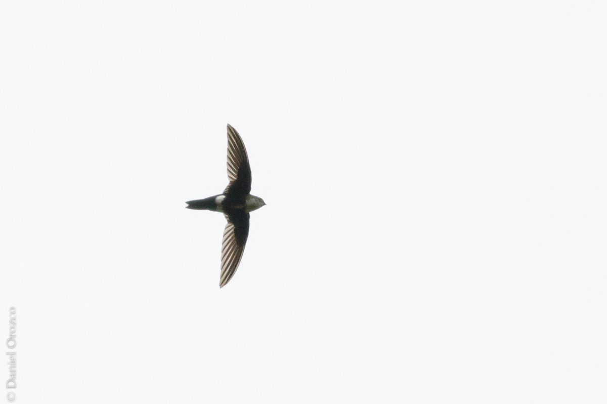 White-tipped Swift - ML147363471