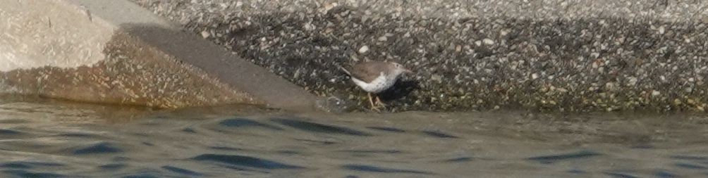 Spotted Sandpiper - ML147364211