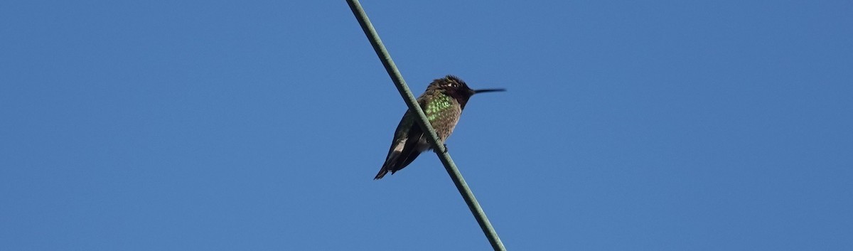 Colibrí de Anna - ML147364301