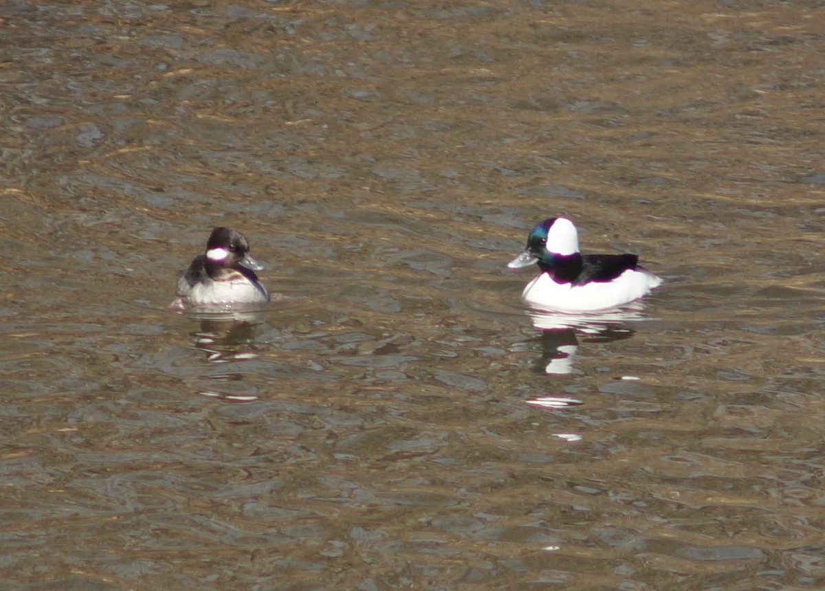 Bufflehead - ML147365181