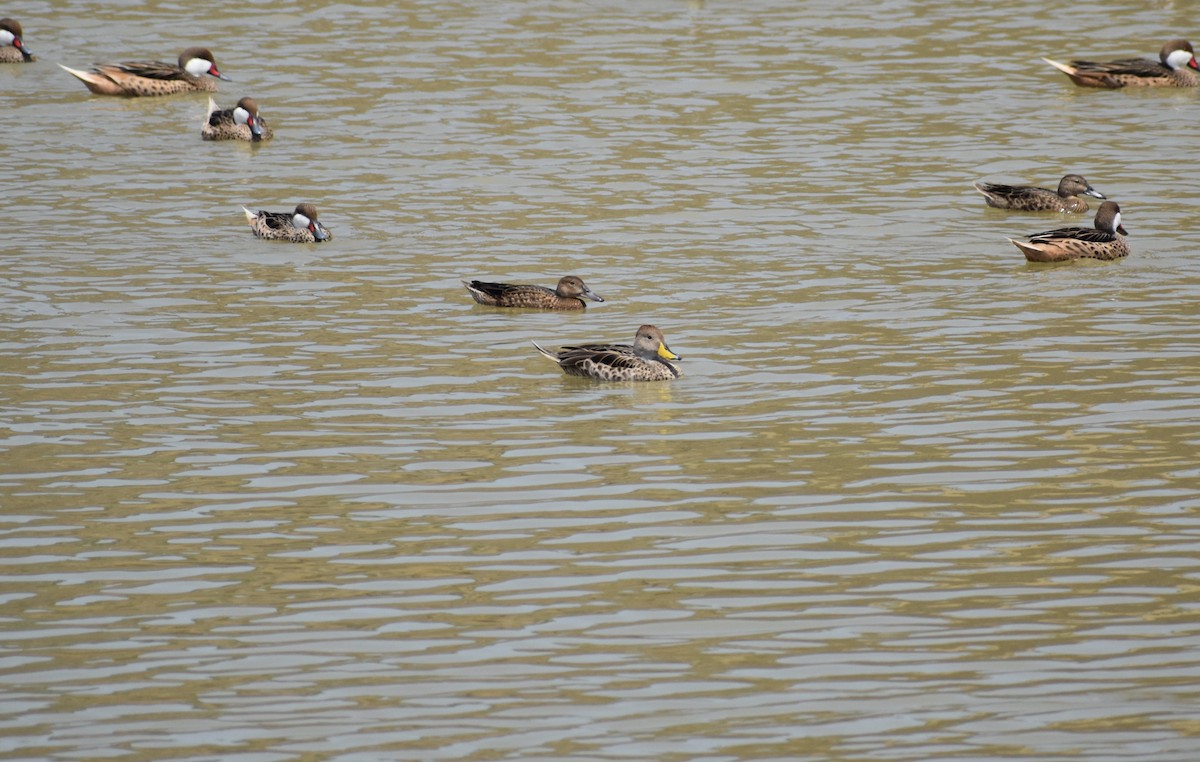 Yellow-billed Pintail - ML147365361