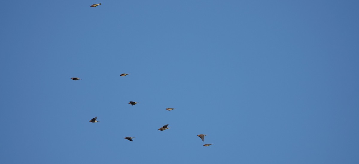 Cedar Waxwing - Brad Rumble