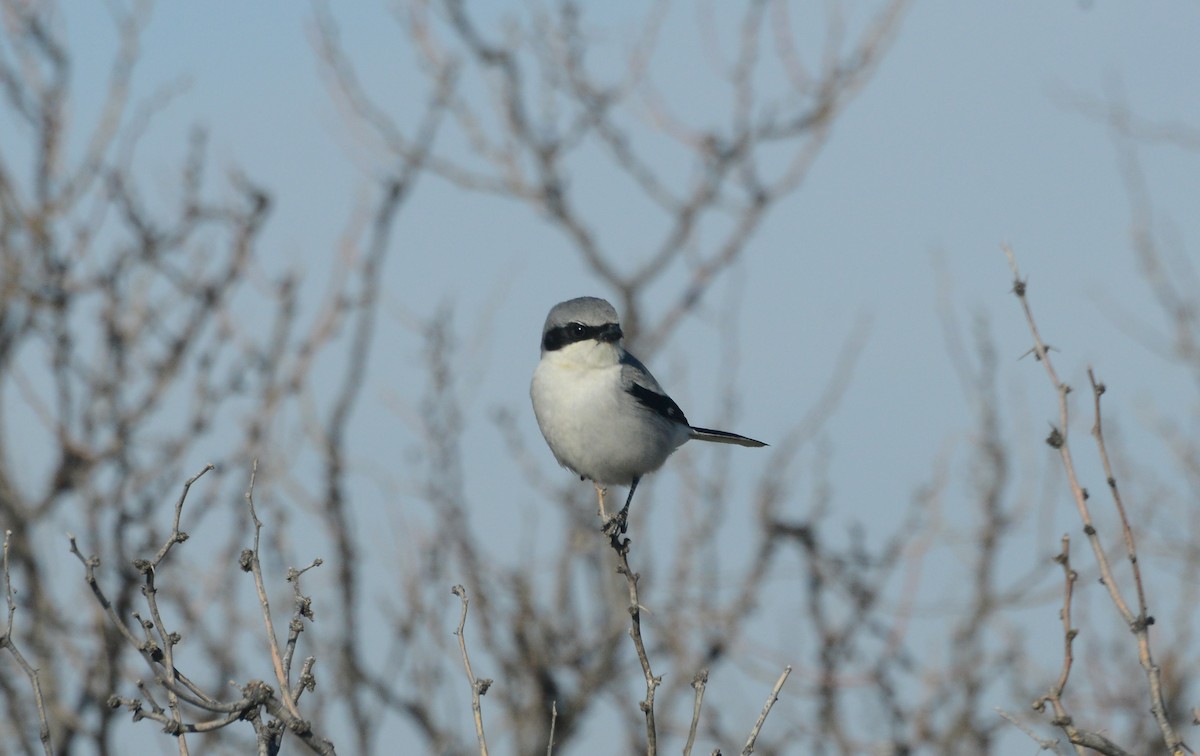 Loggerhead Shrike - Bill Telfair