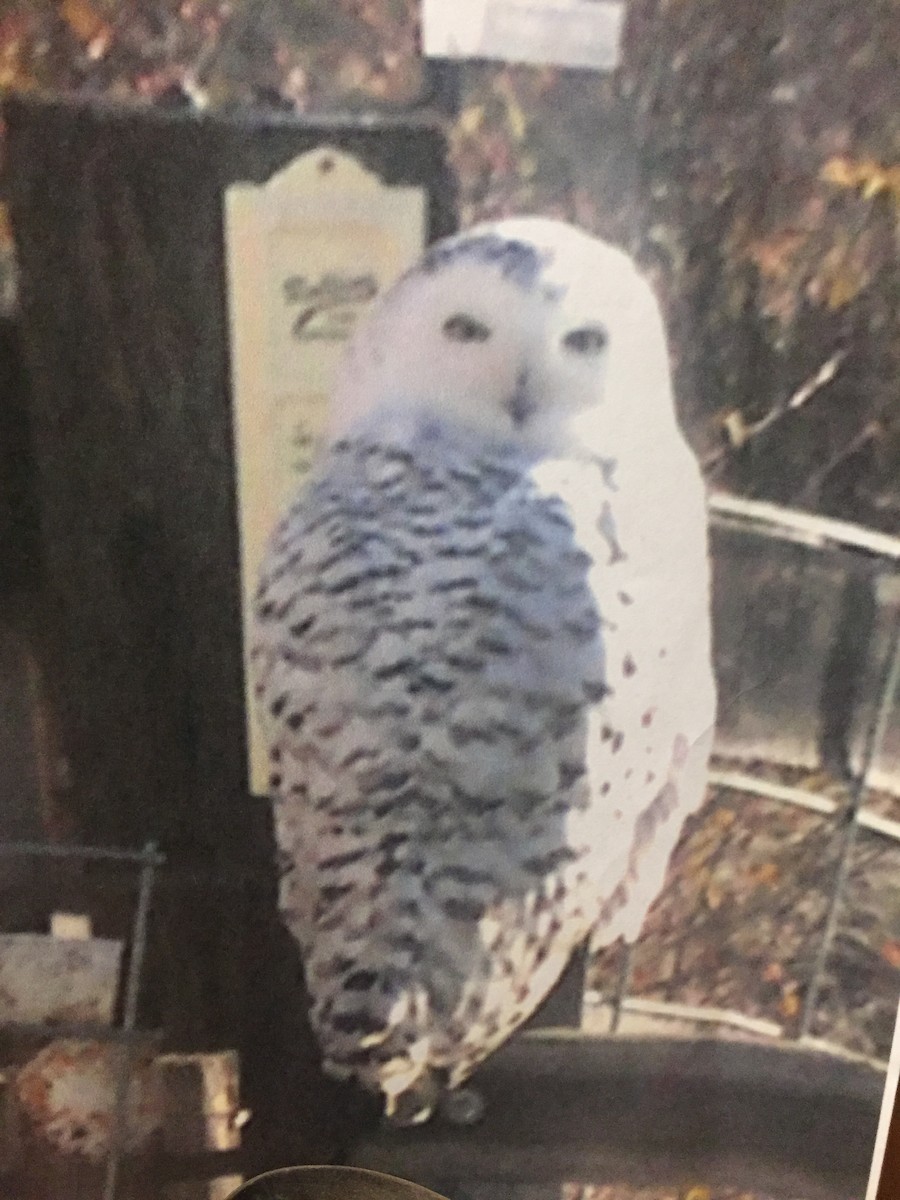 Snowy Owl - ML147366001