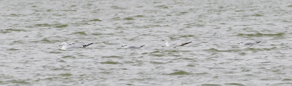 Bonaparte's Gull - ML147366841