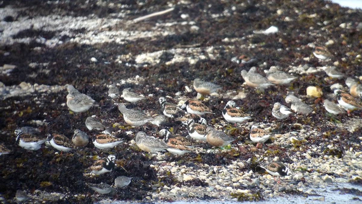 Ruddy Turnstone - Mark Dorriesfield