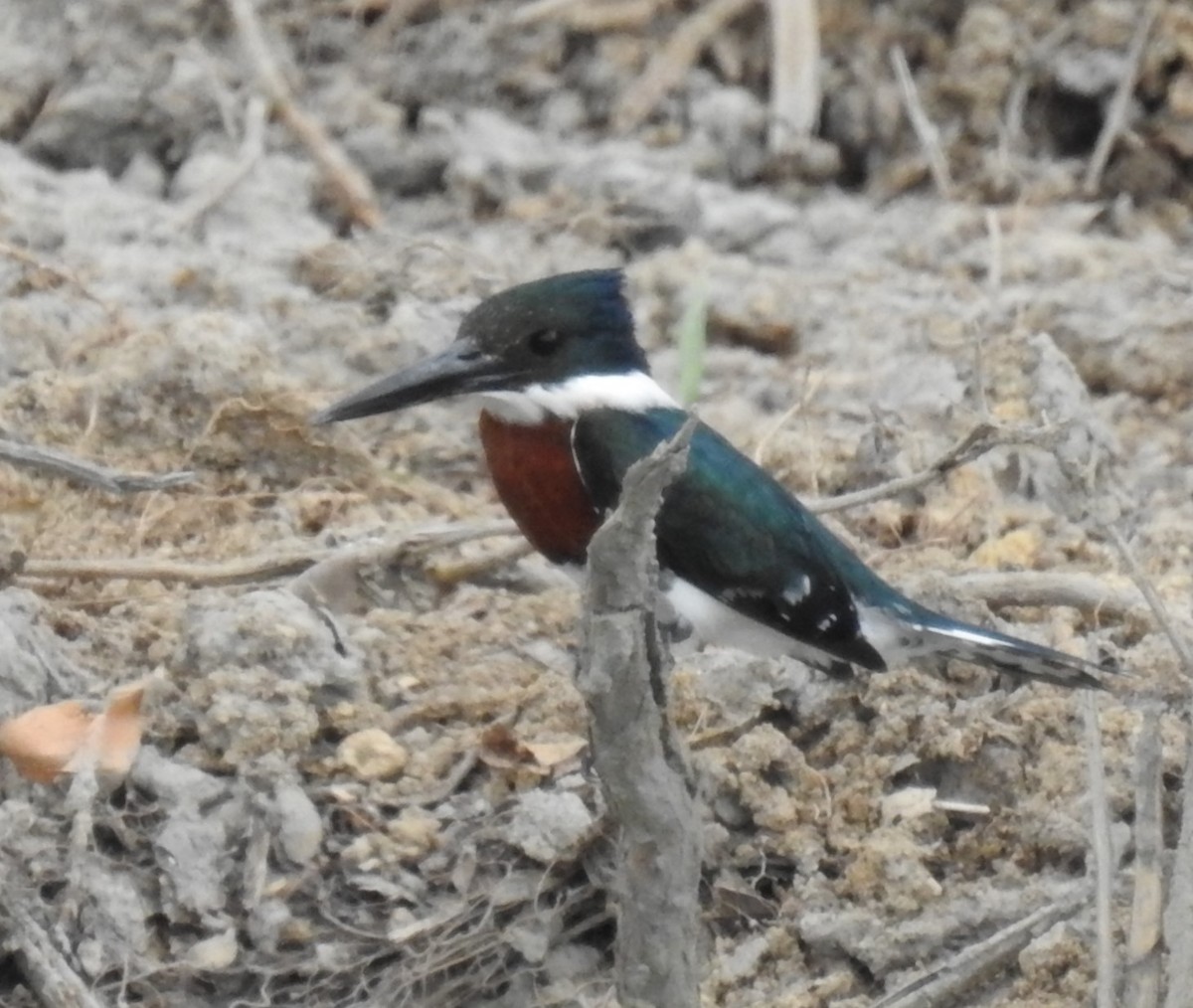 Green Kingfisher - John Licharson