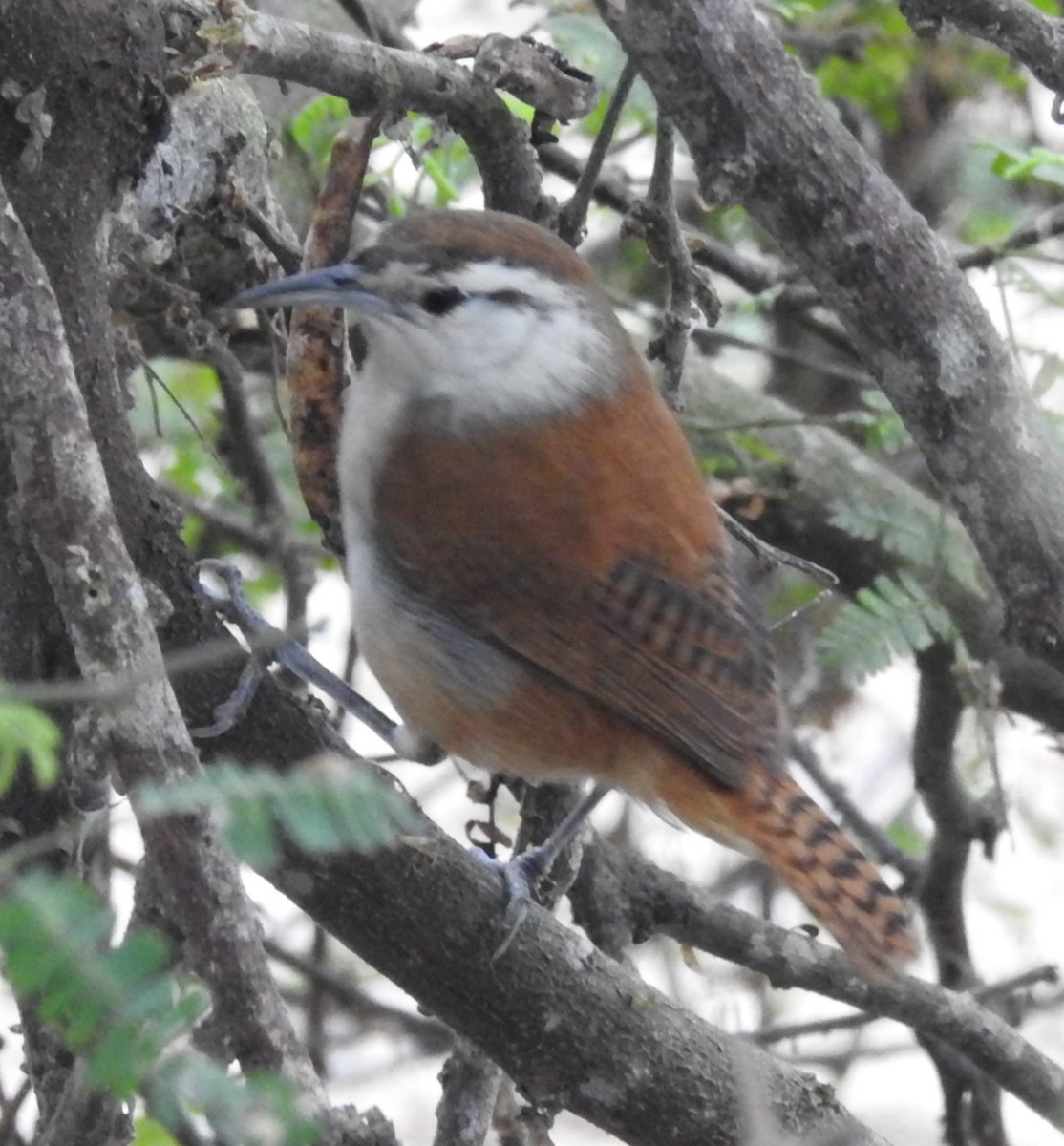 Superciliated Wren - ML147367601