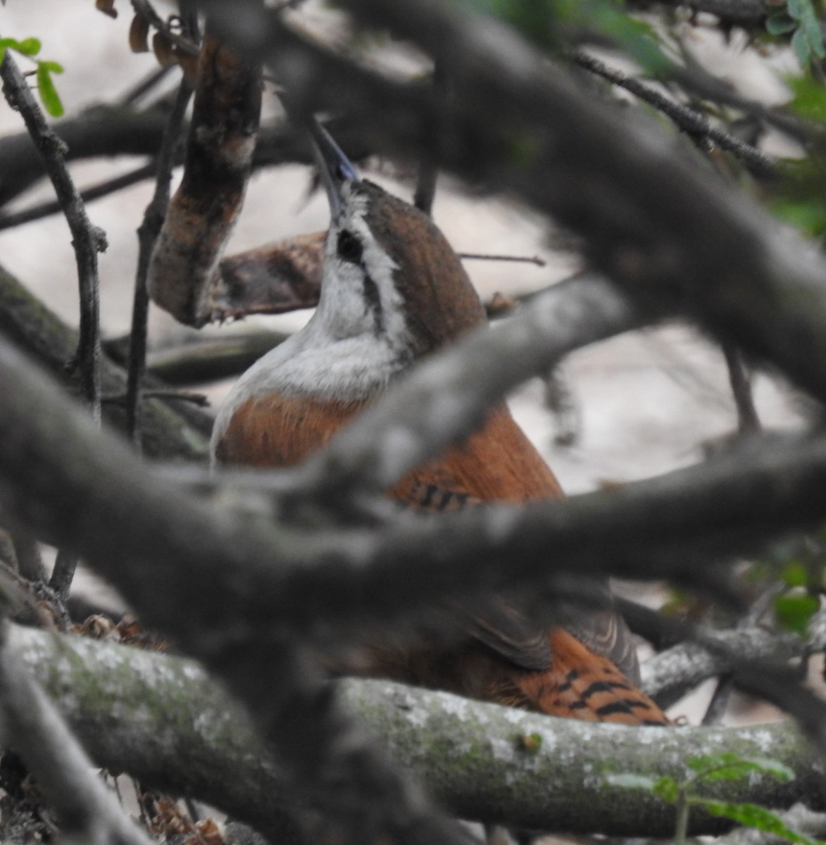 Superciliated Wren - ML147367641