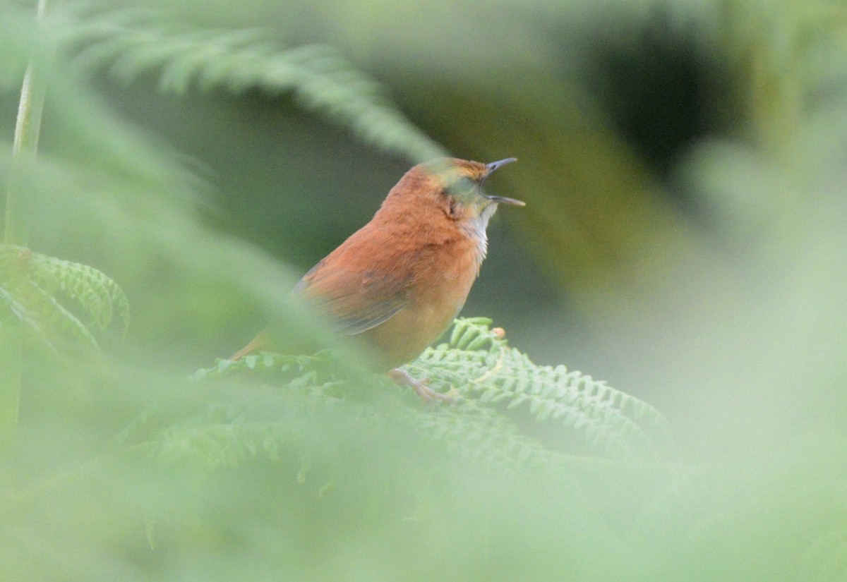 Cinnamon Bracken-Warbler - ML147368781