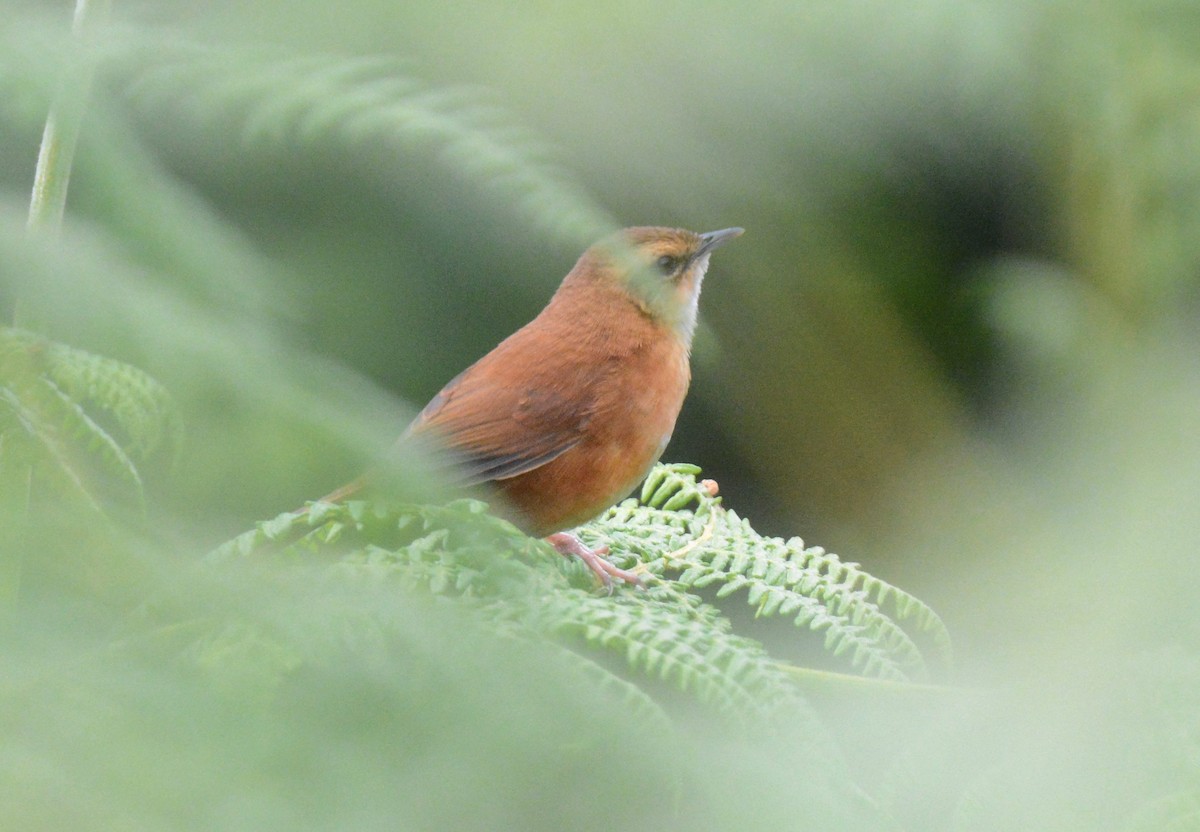 Cinnamon Bracken-Warbler - ML147368811