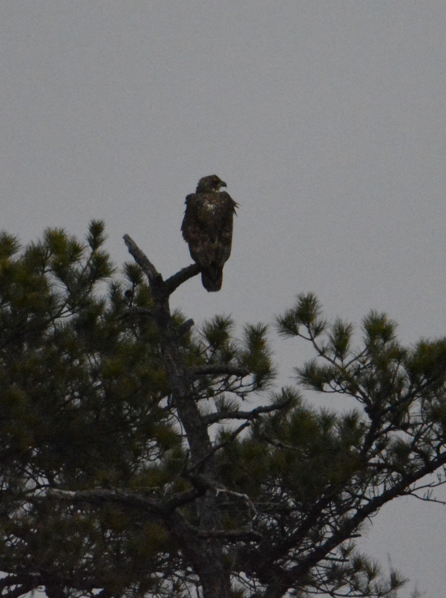 Bald Eagle - Tom Considine