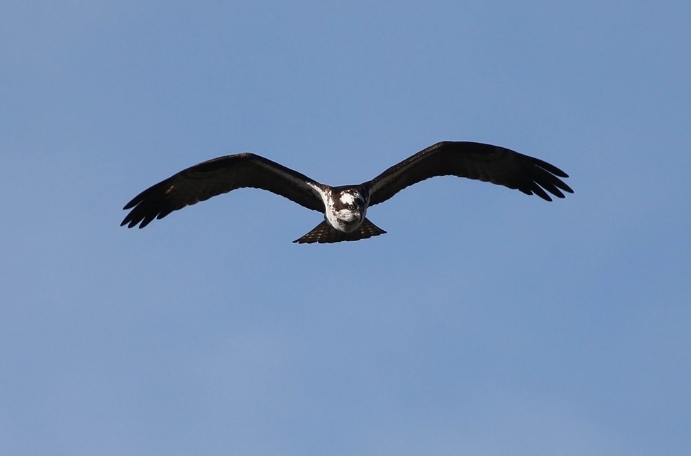 Águila Pescadora - ML147369441