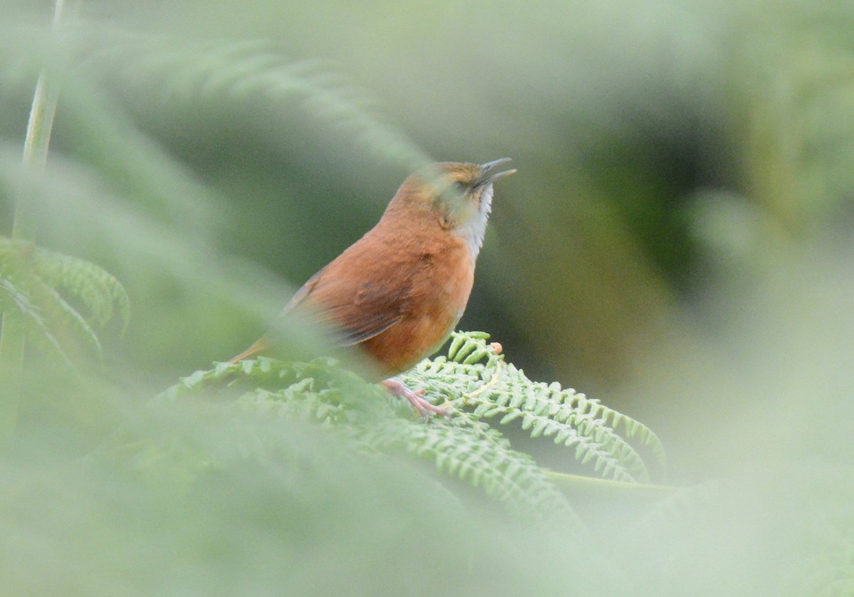 Cinnamon Bracken-Warbler - ML147371081