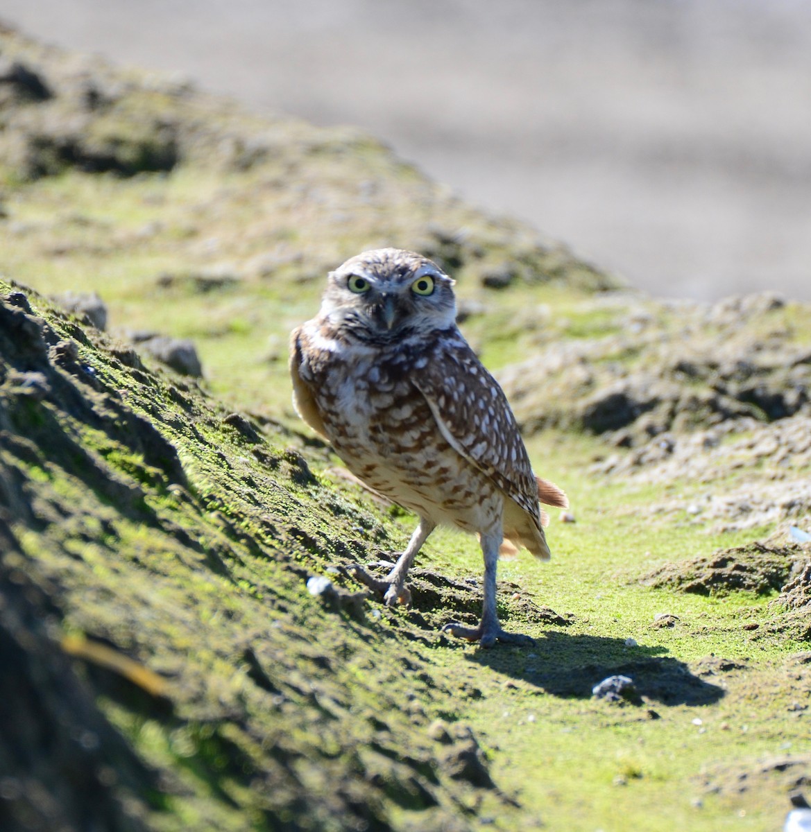 Burrowing Owl - Cooper Scollan