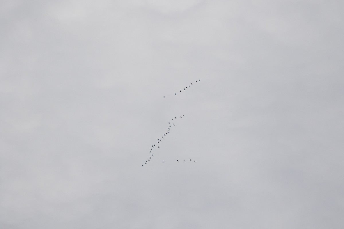 American Golden-Plover - ML147374701