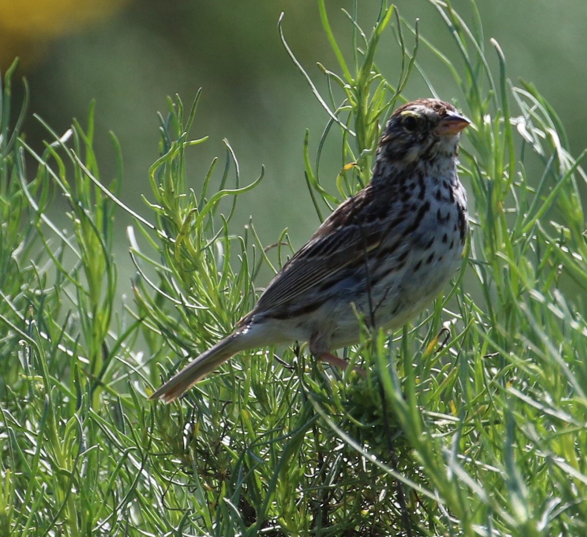 Savannah Sparrow (Belding's) - ML147374951