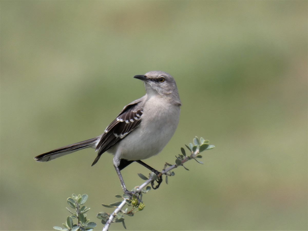 Northern Mockingbird - Barry Mast