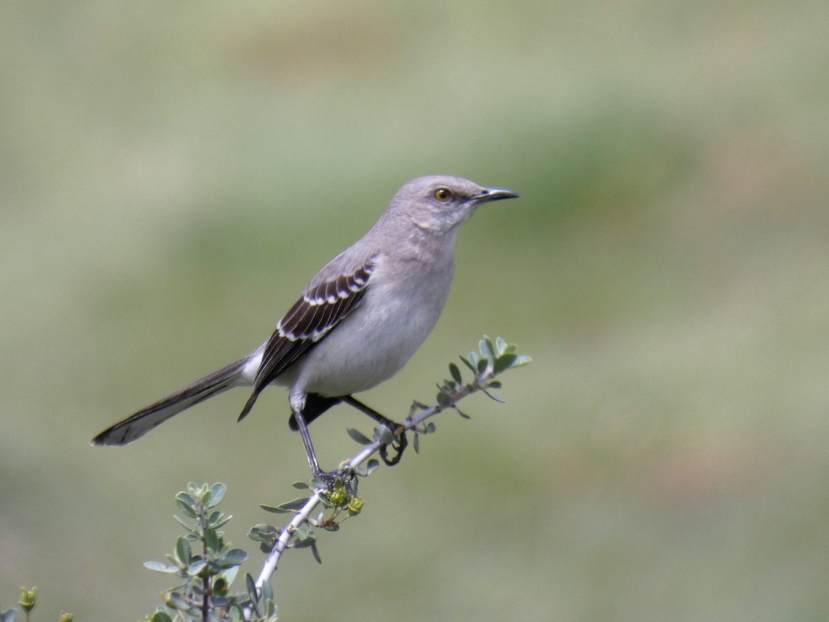 Northern Mockingbird - Barry Mast