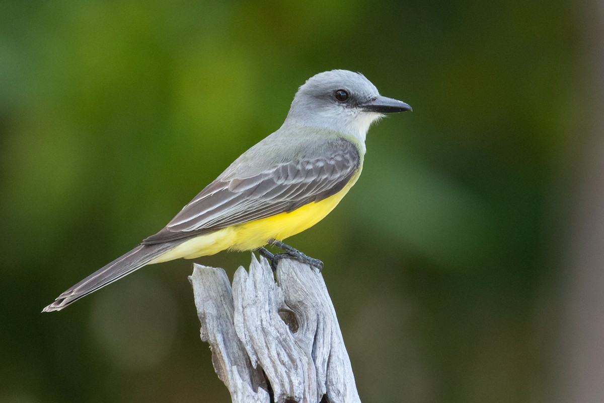Tropical Kingbird - County Lister Brendan