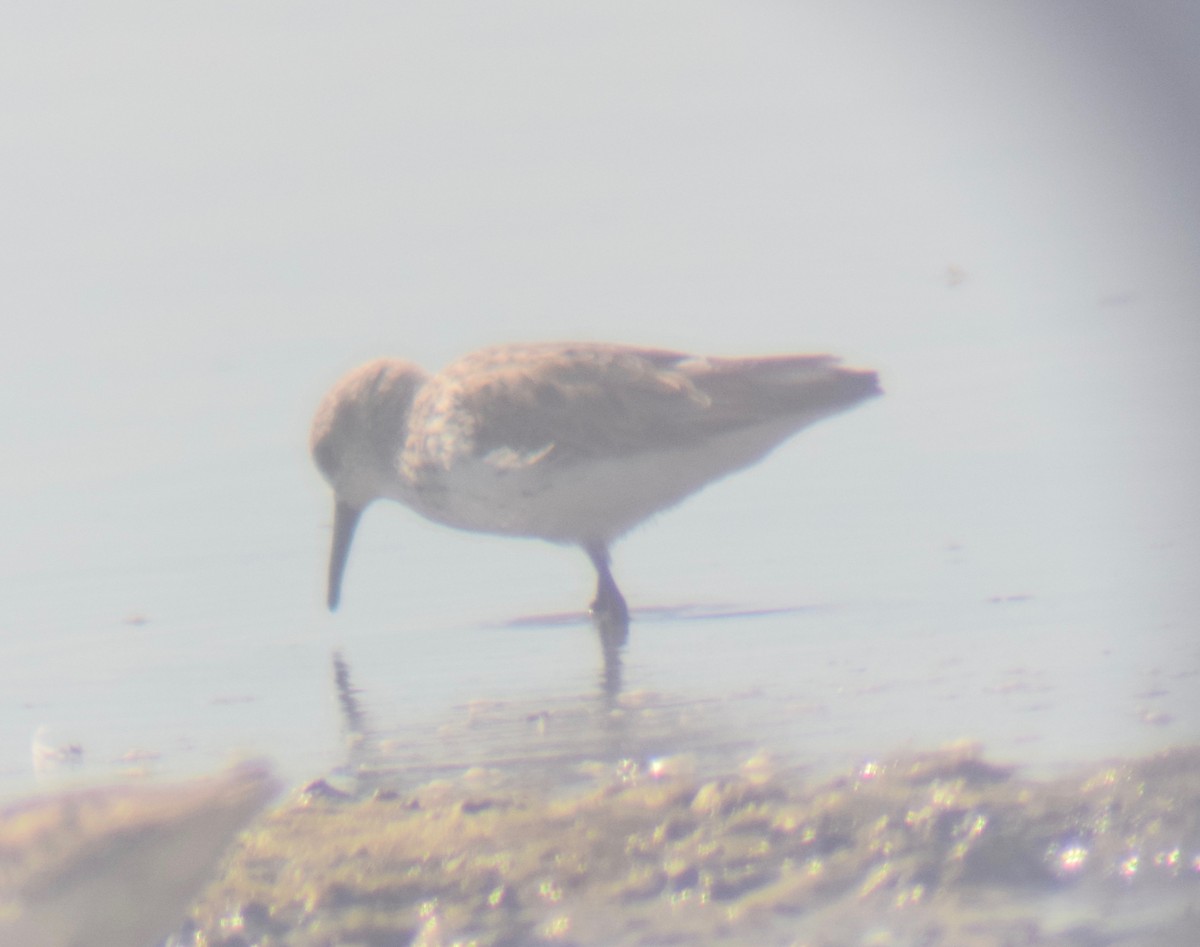 Western Sandpiper - Asher Perla