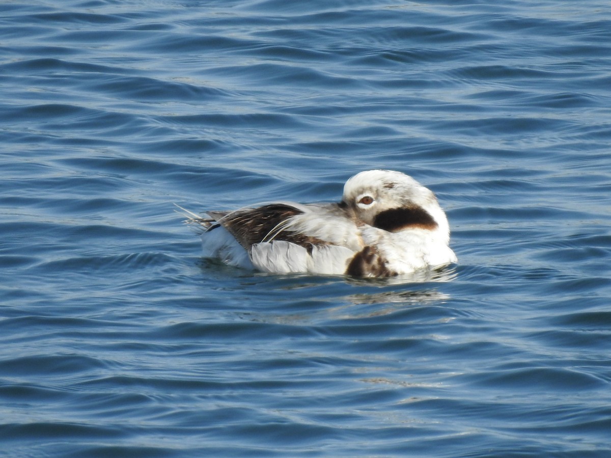 Long-tailed Duck - ML147376761