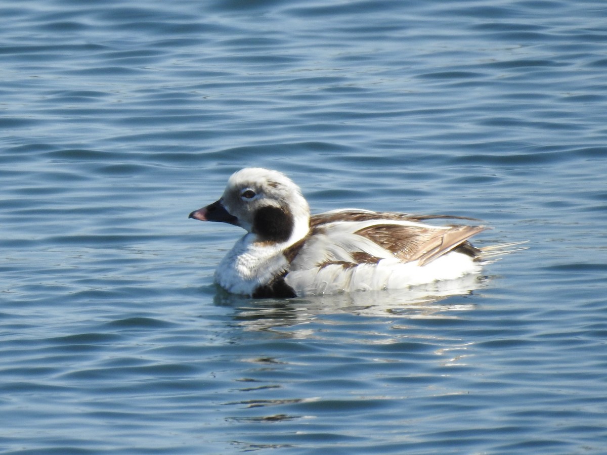 Long-tailed Duck - ML147376811