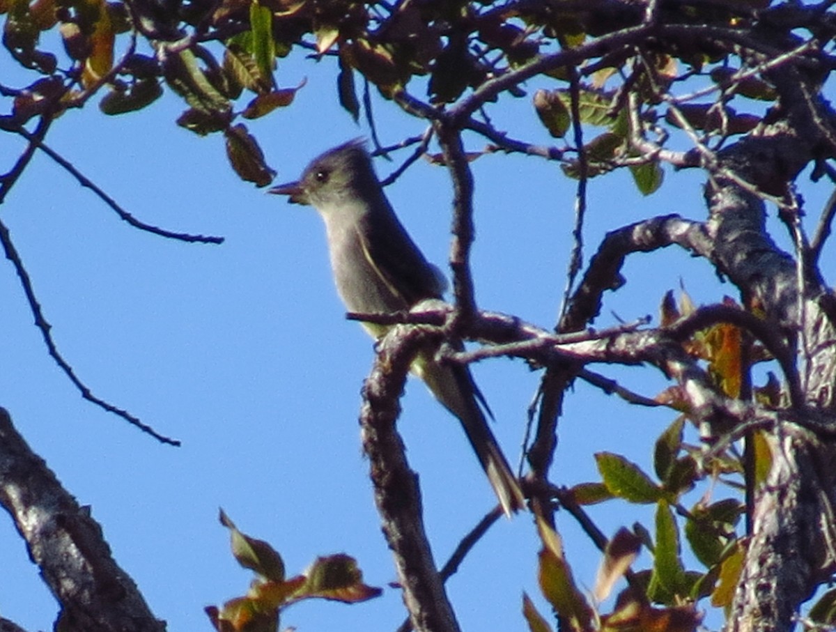 Greater Pewee - ML147378231
