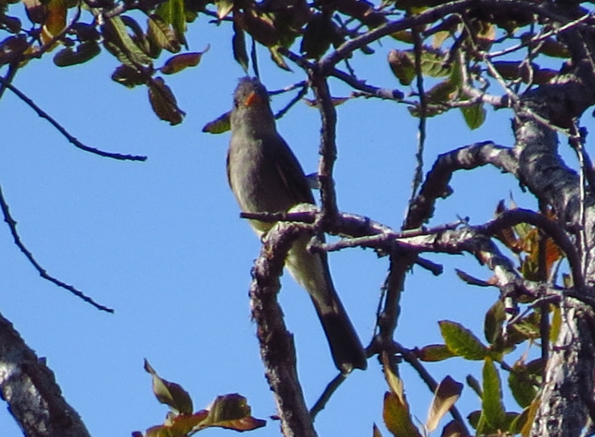 Greater Pewee - ML147378241