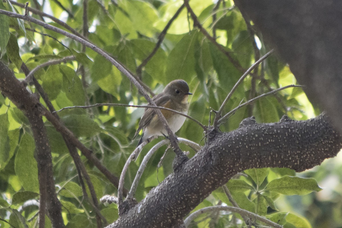 Red-flanked Bluetail - ML147381991