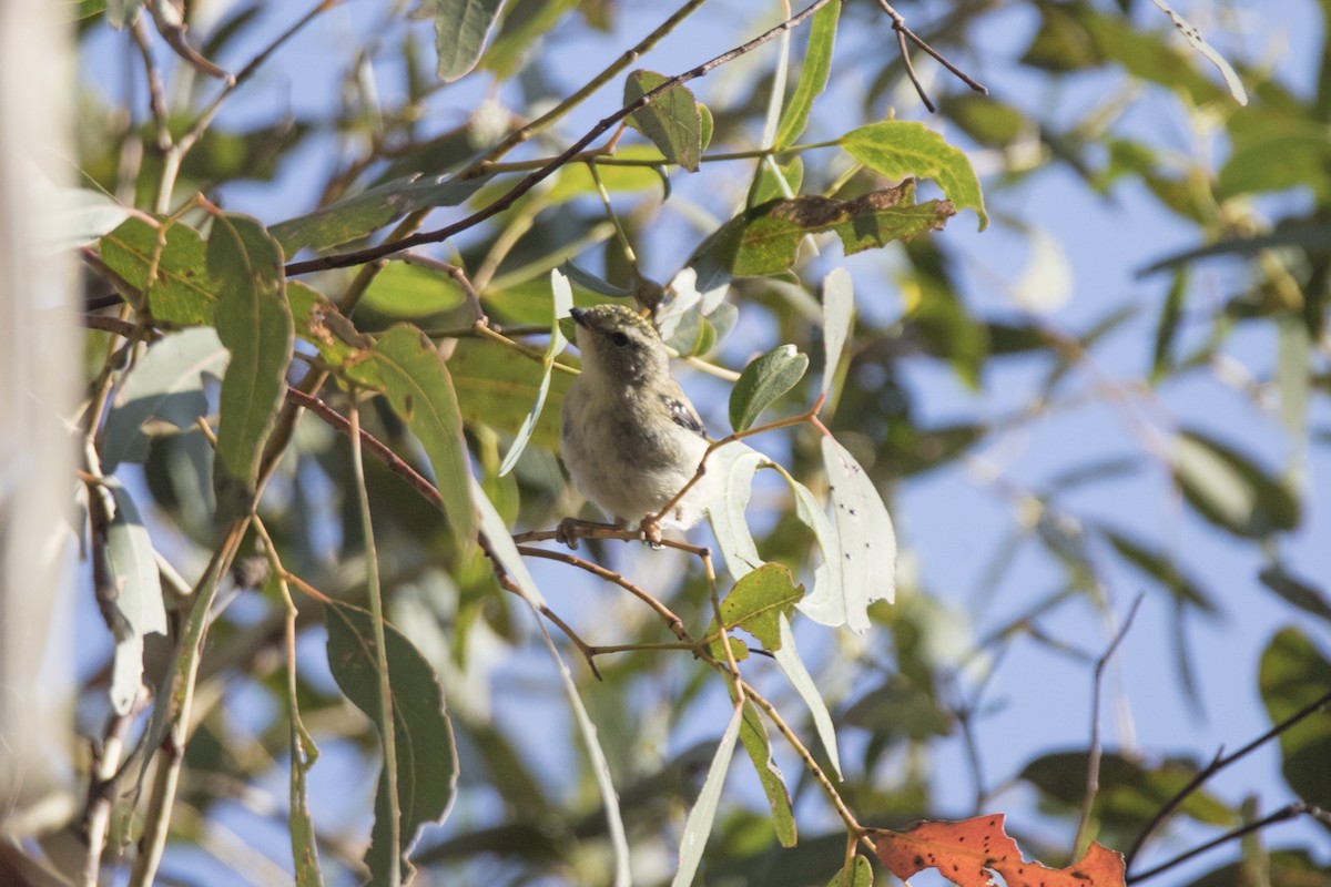 Spotted Pardalote - ML147382441