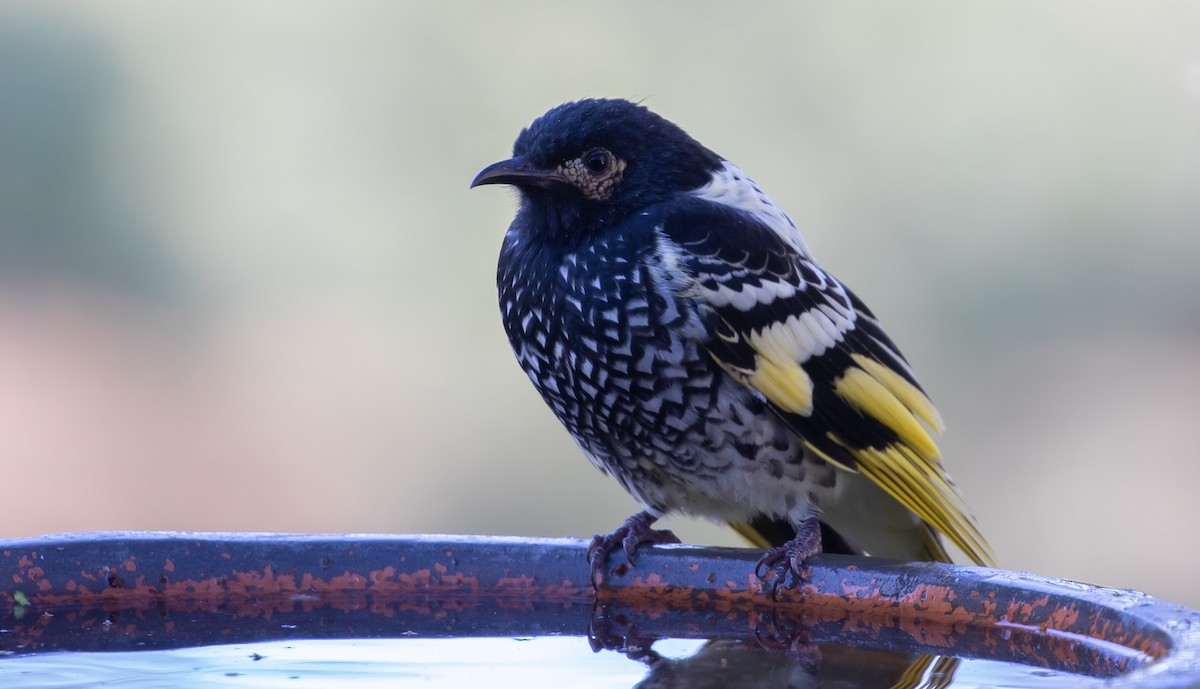 Regent Honeyeater - shorty w