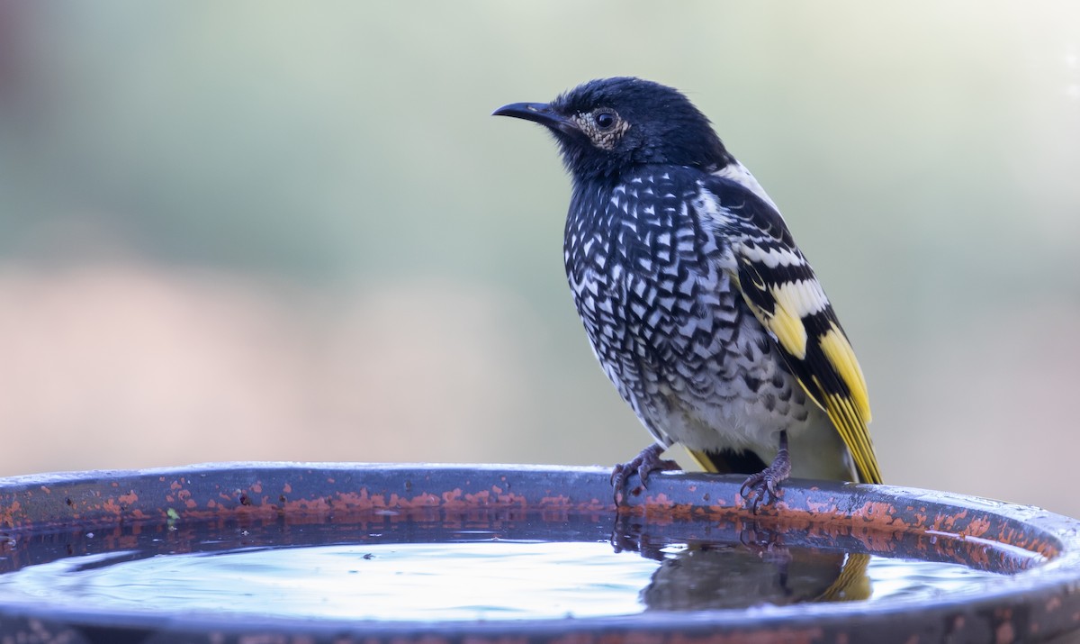 Regent Honeyeater - shorty w