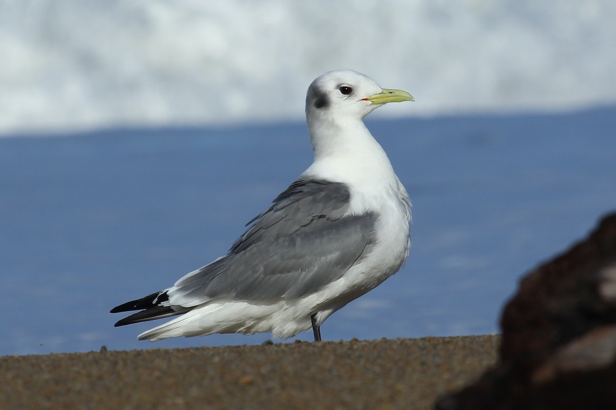 Mouette tridactyle - ML147383931
